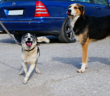 TOBY, Hund, Mischlingshund in Nidderau - Bild 6