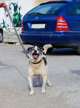 TOBY, Hund, Mischlingshund in Nidderau - Bild 7