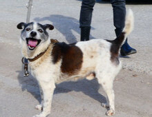 TOBY, Hund, Mischlingshund in Nidderau - Bild 8