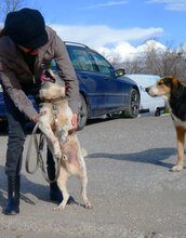 TOBY, Hund, Mischlingshund in Nidderau - Bild 9