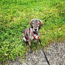 FELICIANO, Hund, Mischlingshund in Hitzkirch - Bild 4