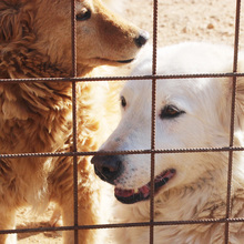 JONNY, Hund, Maremma Abruzzenhund in Much - Bild 1