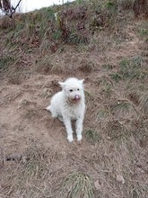 RUMBURAK, Hund, Mischlingshund in Slowakische Republik - Bild 1