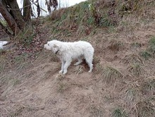 RUMBURAK, Hund, Mischlingshund in Slowakische Republik - Bild 2