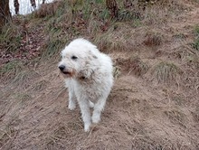 RUMBURAK, Hund, Mischlingshund in Slowakische Republik - Bild 4