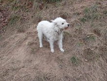 RUMBURAK, Hund, Mischlingshund in Slowakische Republik - Bild 5