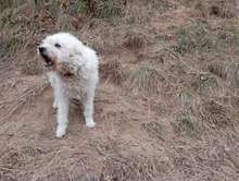 RUMBURAK, Hund, Mischlingshund in Slowakische Republik - Bild 7