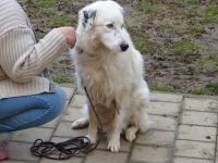 DONDIEGO, Hund, Maremma Abruzzenhund-Mix in Bodenwöhr - Bild 2