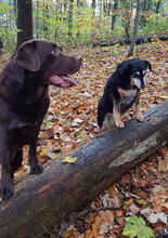 LUCY, Hund, Mischlingshund in Lünen - Bild 4