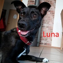 LUNA, Hund, Mischlingshund in Oberkirn - Bild 1