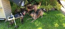 LUNA, Hund, Mischlingshund in Oberkirn - Bild 4