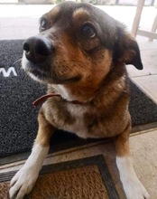 LOLA, Hund, Mischlingshund in Rumänien - Bild 14