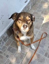 LOLA, Hund, Mischlingshund in Rumänien - Bild 2