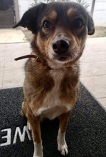 LOLA, Hund, Mischlingshund in Rumänien - Bild 5
