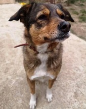 LOLA, Hund, Mischlingshund in Rumänien - Bild 6