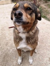 LOLA, Hund, Mischlingshund in Rumänien - Bild 9