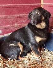 TAY, Hund, Mischlingshund in Rumänien - Bild 2