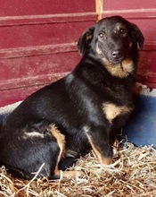 TAY, Hund, Mischlingshund in Rumänien - Bild 3