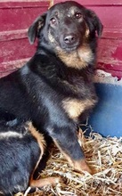 TAY, Hund, Mischlingshund in Rumänien - Bild 5