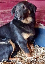 TAY, Hund, Mischlingshund in Rumänien - Bild 6