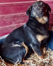 TAY, Hund, Mischlingshund in Rumänien - Bild 7
