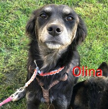 OLINA, Hund, Mischlingshund in Versmold - Bild 4