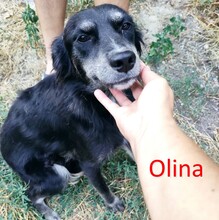 OLINA, Hund, Mischlingshund in Versmold - Bild 7