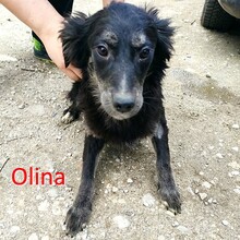OLINA, Hund, Mischlingshund in Versmold - Bild 8