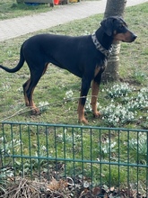 SINA, Hund, Dobermann in Wuppertal - Bild 4