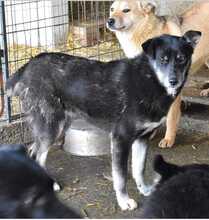ALANI, Hund, Mischlingshund in Rumänien - Bild 1
