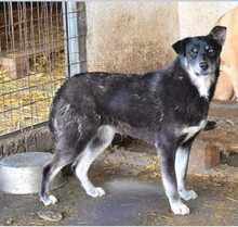 ALANI, Hund, Mischlingshund in Rumänien - Bild 3