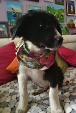 AMAR, Hund, Mischlingshund in Bulgarien - Bild 3