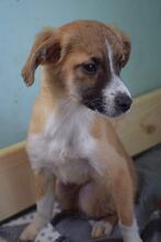 BAXTER, Hund, Mischlingshund in Bulgarien - Bild 1