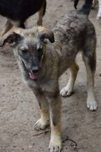 MASHA, Hund, Mischlingshund in Bulgarien - Bild 2