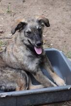 MASHA, Hund, Mischlingshund in Bulgarien - Bild 3