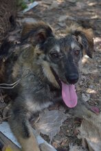 MASHA, Hund, Mischlingshund in Bulgarien - Bild 5