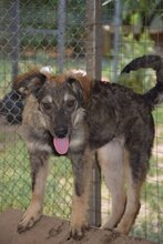MASHA, Hund, Mischlingshund in Bulgarien - Bild 6