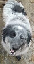 JESSA, Hund, Mischlingshund in Bulgarien - Bild 1