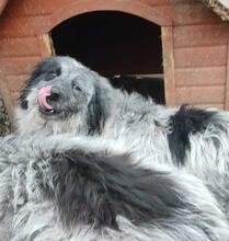 JESSA, Hund, Mischlingshund in Bulgarien - Bild 2