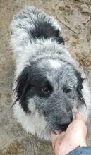 JESSA, Hund, Mischlingshund in Bulgarien - Bild 3