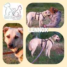 LENNOX, Hund, Mischlingshund in Raddestorf - Bild 2