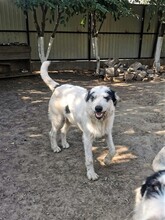 RANDY, Hund, Mischlingshund in Rumänien - Bild 12