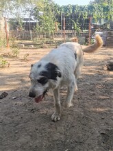 RANDY, Hund, Mischlingshund in Rumänien - Bild 13
