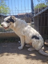 RANDY, Hund, Mischlingshund in Rumänien - Bild 14