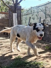 RANDY, Hund, Mischlingshund in Rumänien - Bild 15