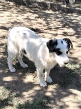 RANDY, Hund, Mischlingshund in Rumänien - Bild 16