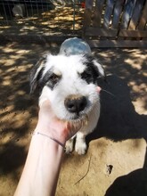 RANDY, Hund, Mischlingshund in Rumänien - Bild 2