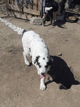 RANDY, Hund, Mischlingshund in Rumänien - Bild 22