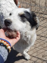 RANDY, Hund, Mischlingshund in Rumänien - Bild 23