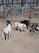 RANDY, Hund, Mischlingshund in Rumänien - Bild 24